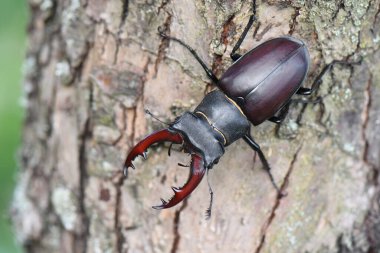 Geyik böceği (Lucanus cervus) ağacın dalında oturur. Fotoğrafı kapat..