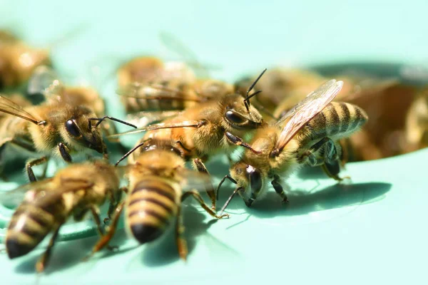 Group of western honey bees (Apis mellifera). Social flying insects. Close-up.