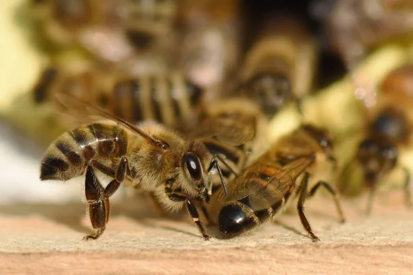 Colony of domestic western honey bee (Apis mellifera). Eusocial flying insects. Close-up.