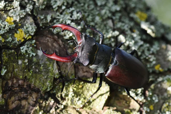 雄鹿甲虫 Lucanus Cervus 栖息在长满苔藓的树枝上 — 图库照片