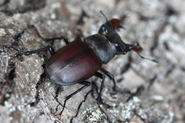 Boynuzlu erkek geyik böceği (Lucanus cervus). Arkadan bak. Fotoğrafı kapat..