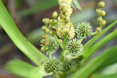 Vahşi su bitkileri. Sparganyum erektum, Typhaceae, gölde çiçek açar. Enfeksiyonun Detayları.