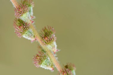 Agrimonia Eupatoria bitkileri çiğ ile kaplıdır. Yabani çim çiçeklerine damlacıklar. Makro çekim, bulanık arkaplan, kopyalama alanı.
