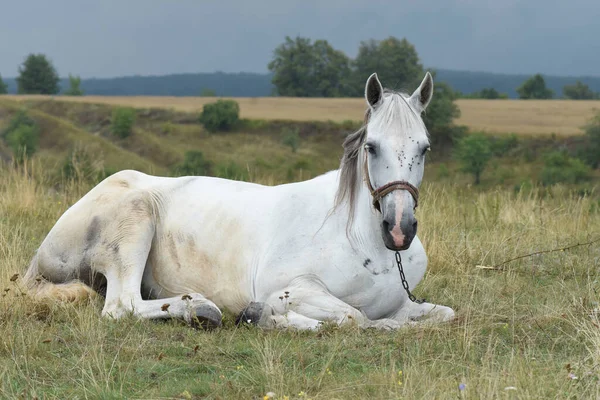 A white horse is grazing in a meadow. Breeding horses on the farm.