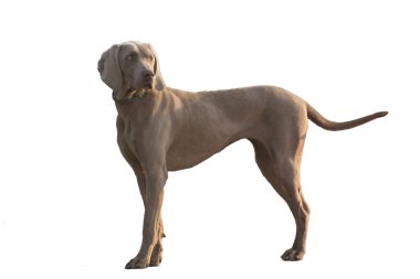 köpek beyaz arkaplanda izole edildi.