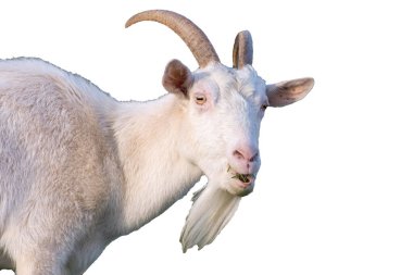 Beyaz arka planda izole edilmiş beyaz boynuzlu bir keçi portresi. Çiftleşen keçiler.