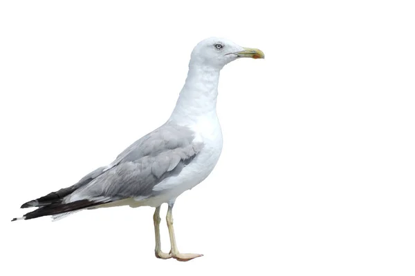 海滩上的海鸥白色背景上的鸟的轮廓 孤立的 免版税图库图片