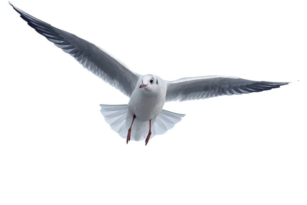 海鸥在蓝天背景下飞行 在白色背景下被隔离 海鸥张开翅膀 图库照片