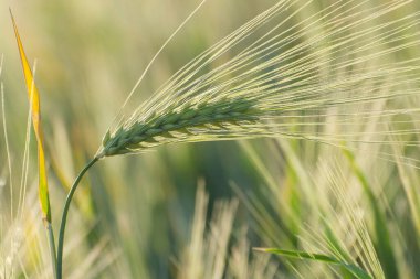 Baharda tarım tarlasında tahıl ekinleri. Dikenler ve arpa sapları.