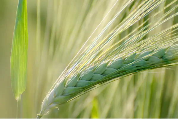 Barley ears on agricultural field in the spring.