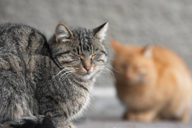 Uyuyan kedi. Sokakta iki sokak kedisi oturuyor..