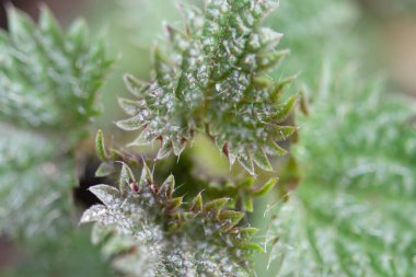 Baharda genç ısırgan otu (Urtica dioica). Genç ısırgan otu yapraklarını yakın plan bırakır..