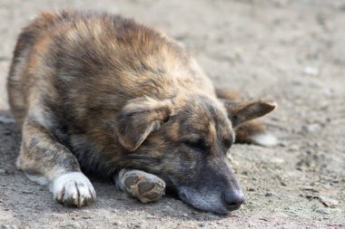 Yolda üzgün bir sokak köpeği yatıyor. Terk edilmiş hayvanların yardıma ihtiyacı var..