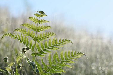 Young fern (Pteridium aquilinum) leaves in the forest. Beautiful morning light. Blurred background. clipart