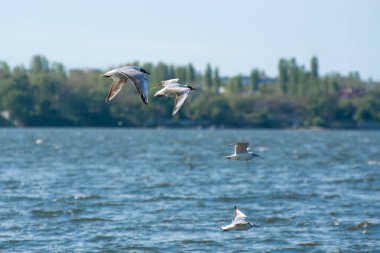 Deniz dalgaları üzerinde serbest martı uçuşu. Tern (Sterna hirundo) kuş göçü