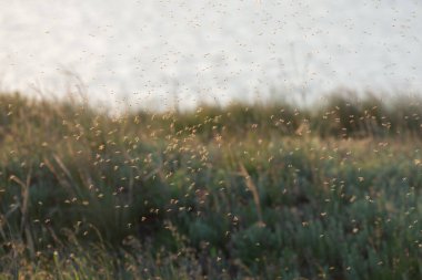 Bataklığın üstündeki havada sivrisinek ve sivrisinek sürüsü. Chironomidae midge olarak bilinen chironomids veya ısırmayan midges