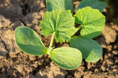 Genç balkabağı filizi (cucurbita). Yeşil taze kabak yaprakları. Çiftlikte sebze yetiştiriyorum..