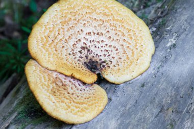 Ağaçta büyük bir mantar. İstiridye mantarı. Üst görünüm.