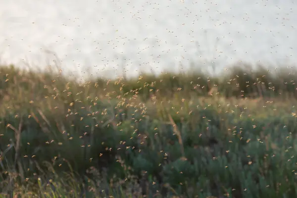 Bataklığın üstündeki havada sivrisinek ve sivrisinek sürüsü. Chironomidae midge olarak bilinen chironomids veya ısırmayan midges