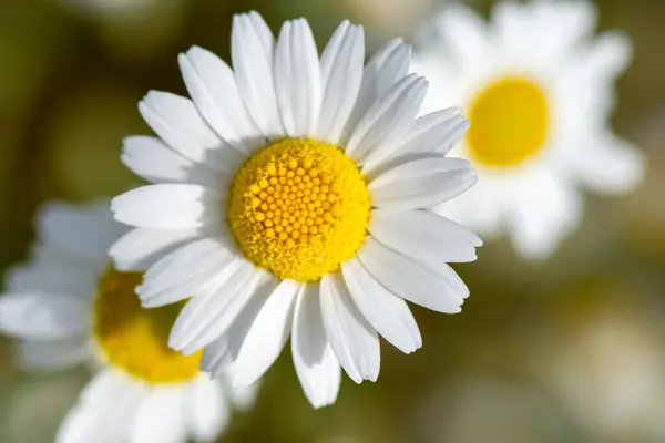 Papatya çiçeği, makro fotoğraf. Papatya arka planı. Beyaz yabani çiçekler. Güzel çayır.