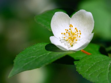 Yasemin çiçekleri (Jasminum) yazın çiçek açar. Bulanık arkaplan, makro fotoğraf.