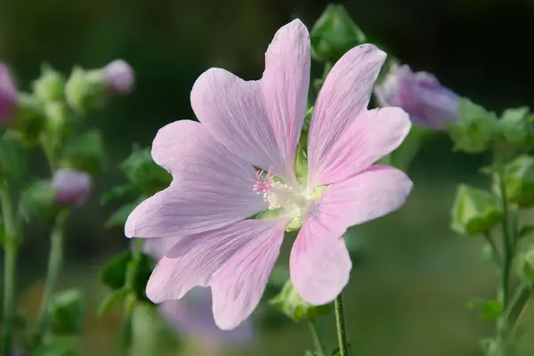 stock image Big purple flower of common mallow (Malva sylvestris). Wild flowers in meadow.