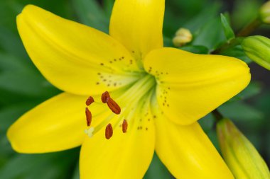 Güzel sarı zambak çiçeği (Lilium tigrinum), makro fotoğraf. Bir çiçeğin anterleri ve maharetleri. Bahçe çiçekleri.