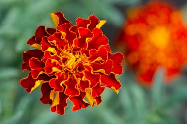 Turuncu Fransız kadife çiçeği (Tagetes patula), yakın plan. Bahçe çiçekleri. Üst görünüm.