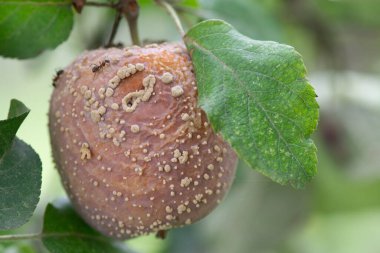 Elma meyveleri hastalıklardan zarar görür. Yakın plan fotoğraf. Monilinia fructigena (Monilinia fructigena)).