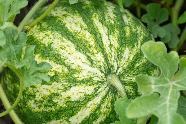 stock image Ripe watermelon fruit (Citrullus lanatus) in the field. Close-up photo.