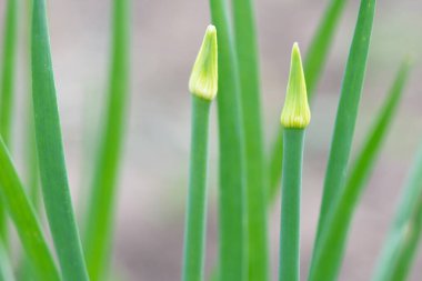 Young shoots of Allium fistulosum with inflorescences. Welsh onion or bunching onion, long green onion, Japanese bunching onion. Growing vitamin green plants in the vegetable garden.  clipart