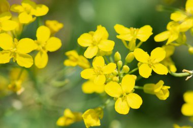 Canola sahasında. Yeşil enerji için kolza tohumu bitkisi. Sarı tecavüz çiçekleri sahada. Baharın altın çiçekleri
