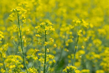 Canola sahasında. Yeşil enerji için kolza tohumu bitkisi. Sarı tecavüz çiçekleri sahada. Baharın altın çiçekleri