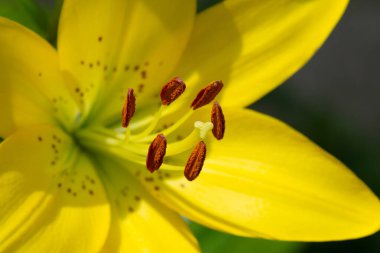 Lily 'nin güzel sarı çiçeği (Lilium tigrinum), makro fotoğraf. Bir çiçeğin anterleri ve maharetleri. Bahçe çiçekleri.