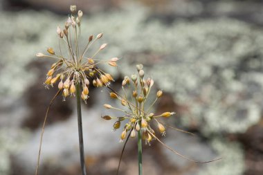 Wild onion (Allium paczoskianum) inflorescence on granite habitats with flowers in summer. clipart