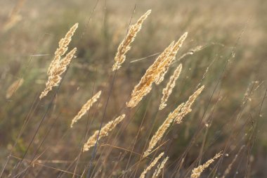 Vahşi bozkır otlarının tepecikleri güneş ışığında Calamagrostis epigeios.