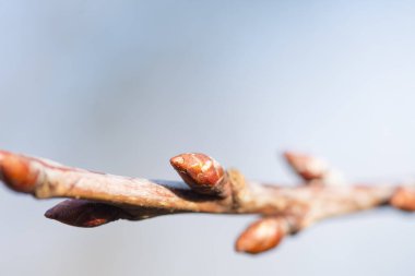 Bir dalda kiraz tomurcukları (Prunus avium), yakın plan. Kışın sonu, baharın gelişi, ağaçlarda açan yapraklar..