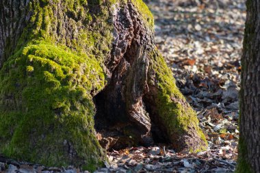 Ormandaki yaşlı bir ağaçta yosun ve liken, ahşap sandıkta büyük bir oyuk. Doğal ahşap arkaplan.