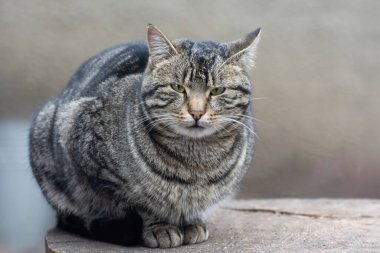 Sokakta şişman tekir kedi var ve kameraya bakıyor. Uygunsuz beslenme.