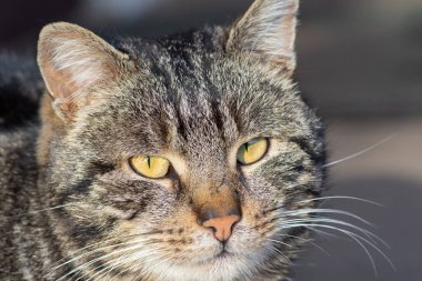 Tekir kedi portresi. Sokak kedisi parlak güneşin altında kameraya bakar..