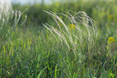 Tüylü otlar (Stipa) baharda bozkırda çiçek açar..