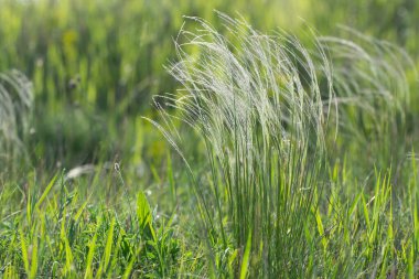 Tüylü otlar (Stipa) baharda bozkırda çiçek açar..