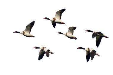 Mavi gökyüzüne doğru uçan vahşi ördek sürüsü (Tadorna). Beyaz arka planda izole edin. Kuş göçü.