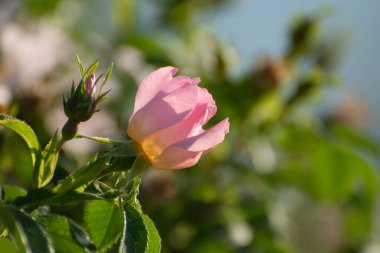 Pembe güllük çiçekleri kapanıyor.
