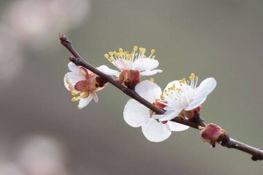 İlkbaharda kayısı çiçeği. Meyve ağacının dalında taç yaprakları ve erkek organları olan beyaz çiçekler..