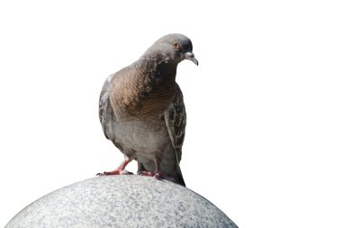 Parkta taş bir topun üzerinde oturan güvercin. Kuş beyaz arkaplanda izole edildi.