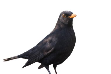 Ormandaki Karatavuk (Turdus merula). Siyah yaban kuşu beyaz arka planda izole edilmiş. 