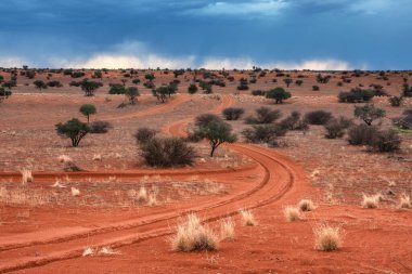 Kalahari Çölü 'nün kırmızı kumlarında gün batımı, Namibya, Afrika