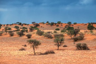 Kalahari Çölü 'nün kırmızı kumlarında gün batımı, Namibya, Afrika