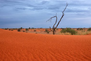 Kalahari Çölü 'nün kırmızı kumlarında gün batımı, Namibya, Afrika